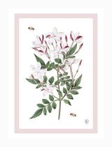 Zjoosh-Botanical Tea Towel Jasmine