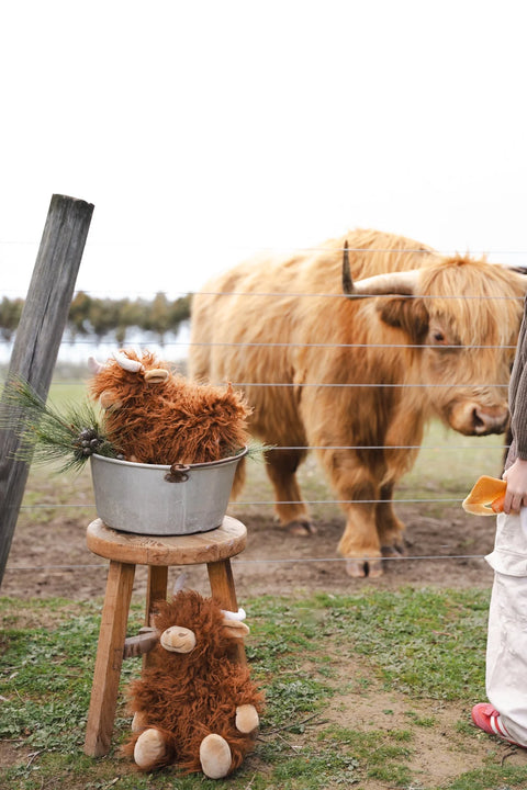 Heidi the Highland Cow